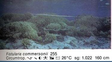 Fistularia commersonii